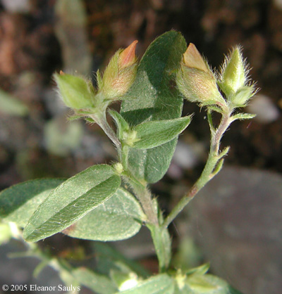 Crotalaria sagittalis L.
