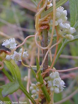 Cuscuta gronovii Willd. ex J.A. Schultes