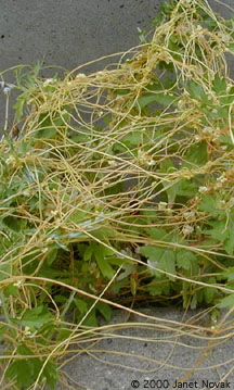 Cuscuta gronovii Willd. ex J.A. Schultes