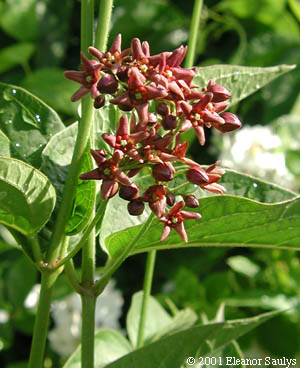 Cynanchum rossicum (Kleopov) Barbarich