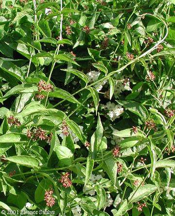 Cynanchum rossicum (Kleopov) Barbarich