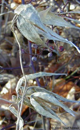 Cynanchum rossicum (Kleopov) Barbarich