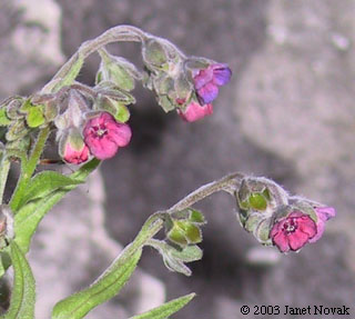 Cynoglossum officinale L.