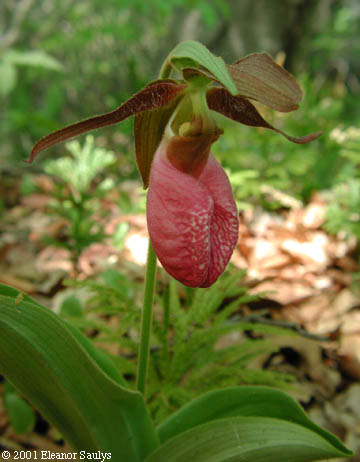 Cypripedium acaule Ait.