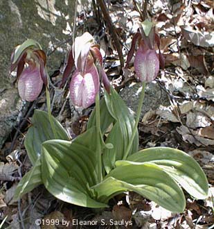 Cypripedium acaule Ait.