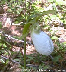 Cypripedium acaule Ait.