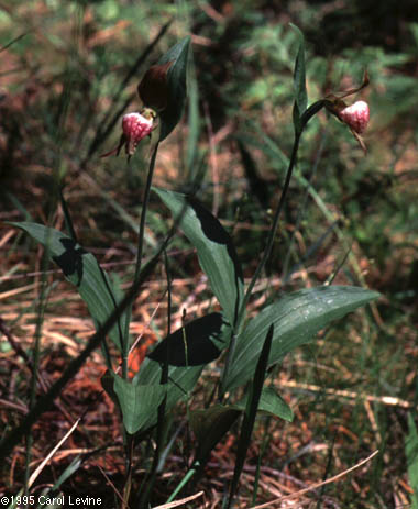 Cypripedium arietinum Ait. f.