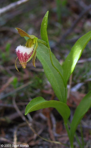 Cypripedium arietinum Ait. f.