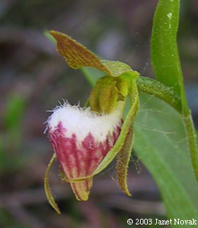 Cypripedium arietinum Ait. f.