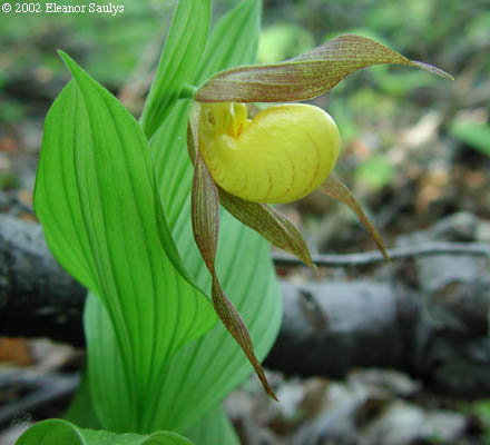 Cypripedium parviflorum