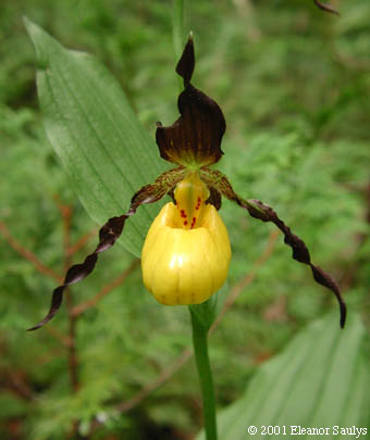 Cypripedium parviflorum