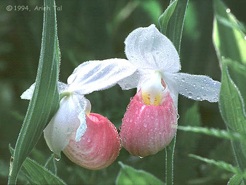 Cypripedium reginae Walt.