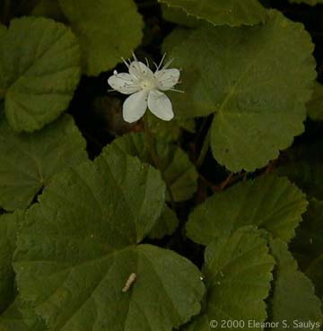 Dalibarda repens L.