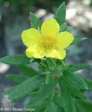Dasiphora floribunda (Pursh) Kartesz, comb. nov. ined.