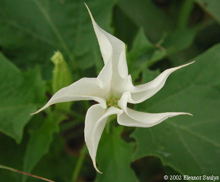 Datura stramonium L.
