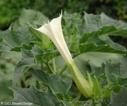 Datura stramonium L.