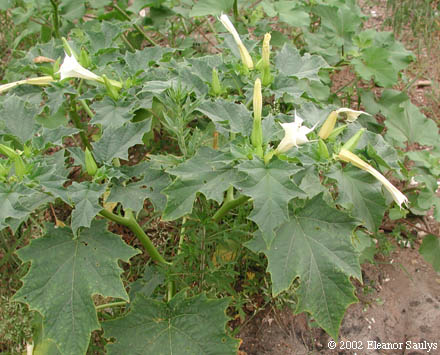 Datura stramonium L.