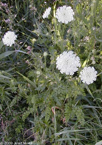 Daucus carota L.