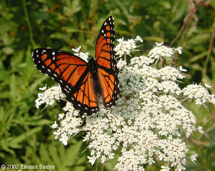 Daucus carota L.