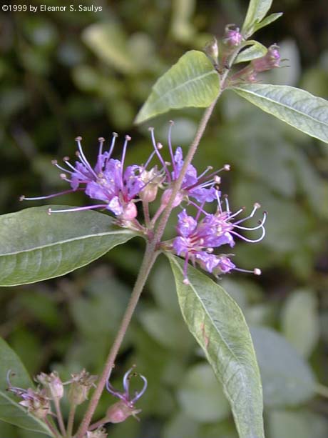 Decodon verticillatus (L.) Ell.