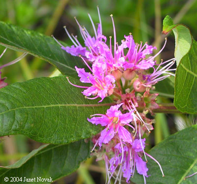 Decodon verticillatus (L.) Ell.