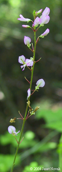 Desmodium glutinosum (Muhl. ex Willd.) Wood