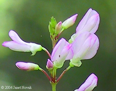 Desmodium glutinosum (Muhl. ex Willd.) Wood