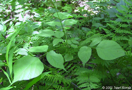 Desmodium glutinosum (Muhl. ex Willd.) Wood