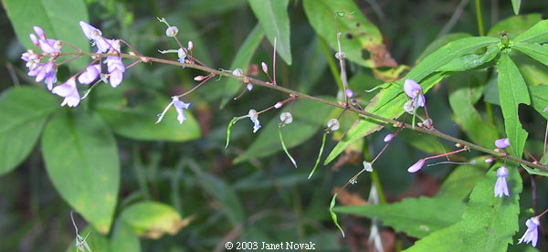 Desmodium nudiflorum (L.) DC.