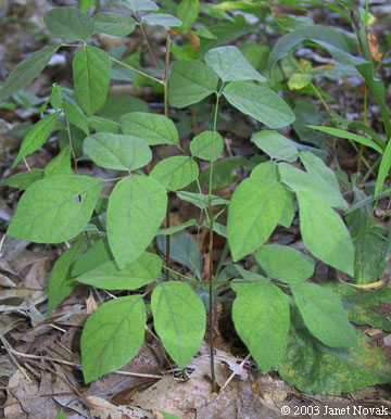 Desmodium nudiflorum (L.) DC.