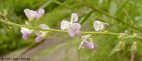 Desmodium sessilifolium (Torr.) Torr. & Gray