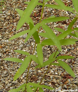 Desmodium sessilifolium (Torr.) Torr. & Gray