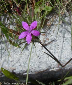 Dianthus armeria L.