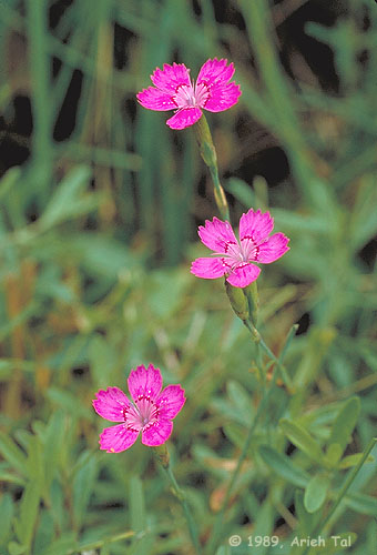 Dianthus deltoides L.