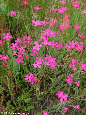 Dianthus deltoides L.