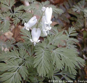 Dicentra canadensis (Goldie) Walp.