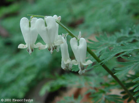 Dicentra canadensis (Goldie) Walp.