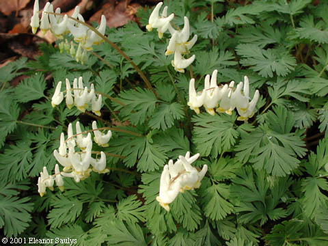 Dicentra cucullaria (L.) Bernh.