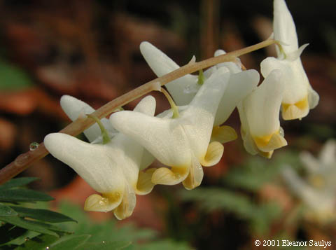 Dicentra cucullaria (L.) Bernh.