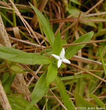 Diodia virginiana L.