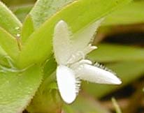 Diodia virginiana L.