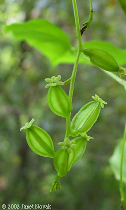 Dioscorea villosa L.