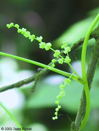 Dioscorea villosa L.