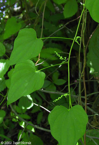 Dioscorea villosa L.