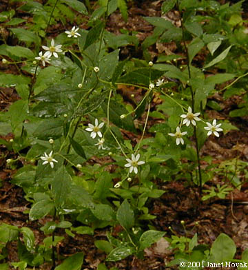 Doellingeria infirma (Michx.) Greene