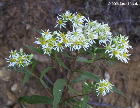 Doellingeria umbellata (P. Mill.) Nees