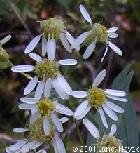 Doellingeria umbellata (P. Mill.) Nees