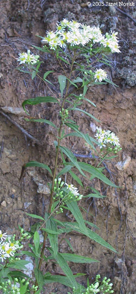 Doellingeria umbellata (P. Mill.) Nees