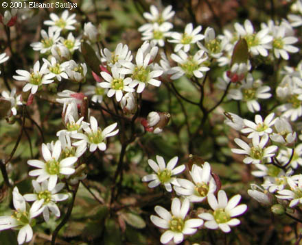Draba verna L.