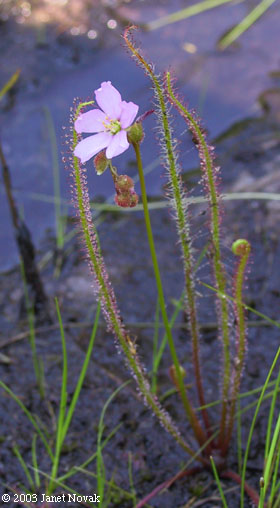 Drosera filiformis Raf.